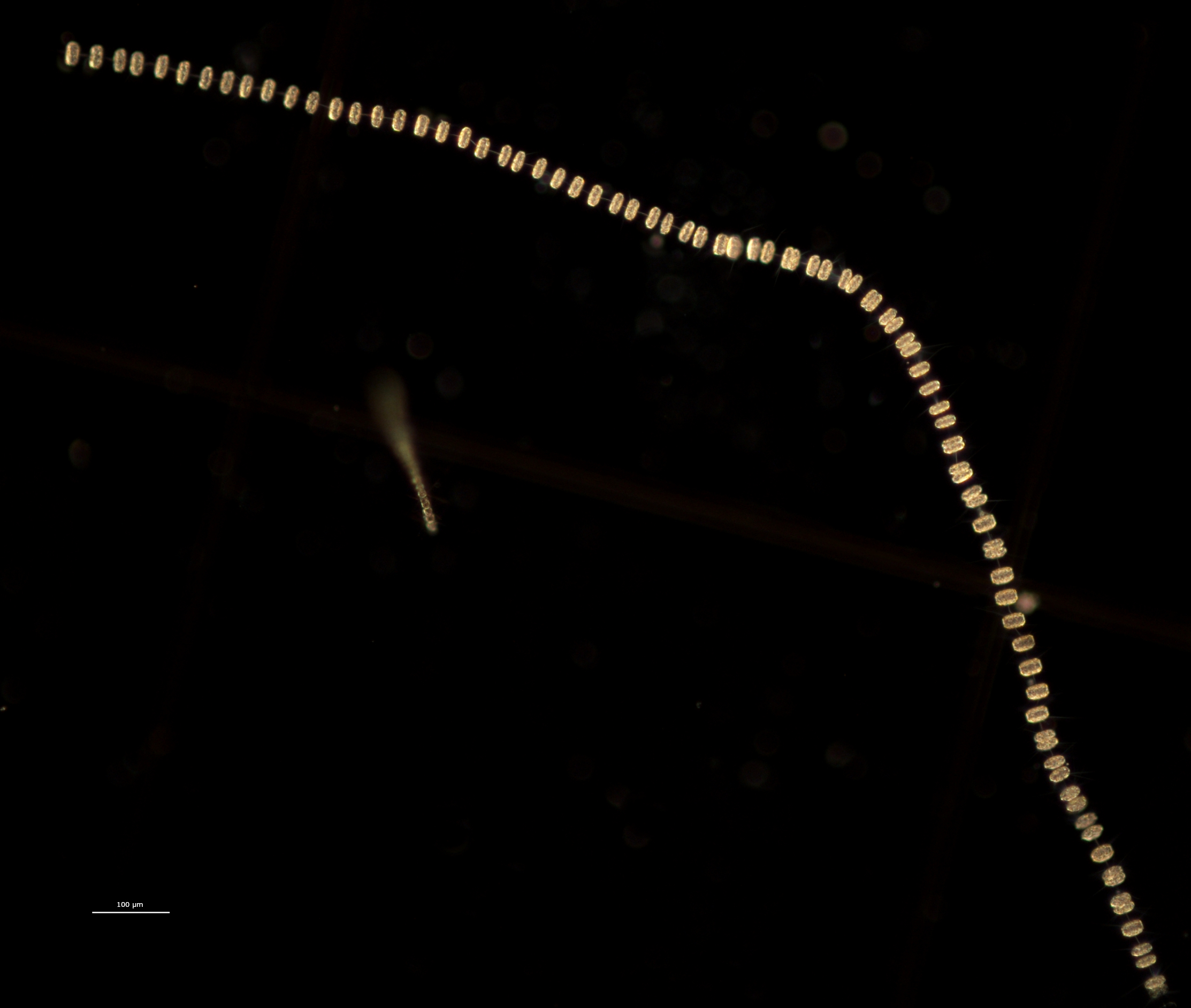 planton image