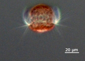 planton image