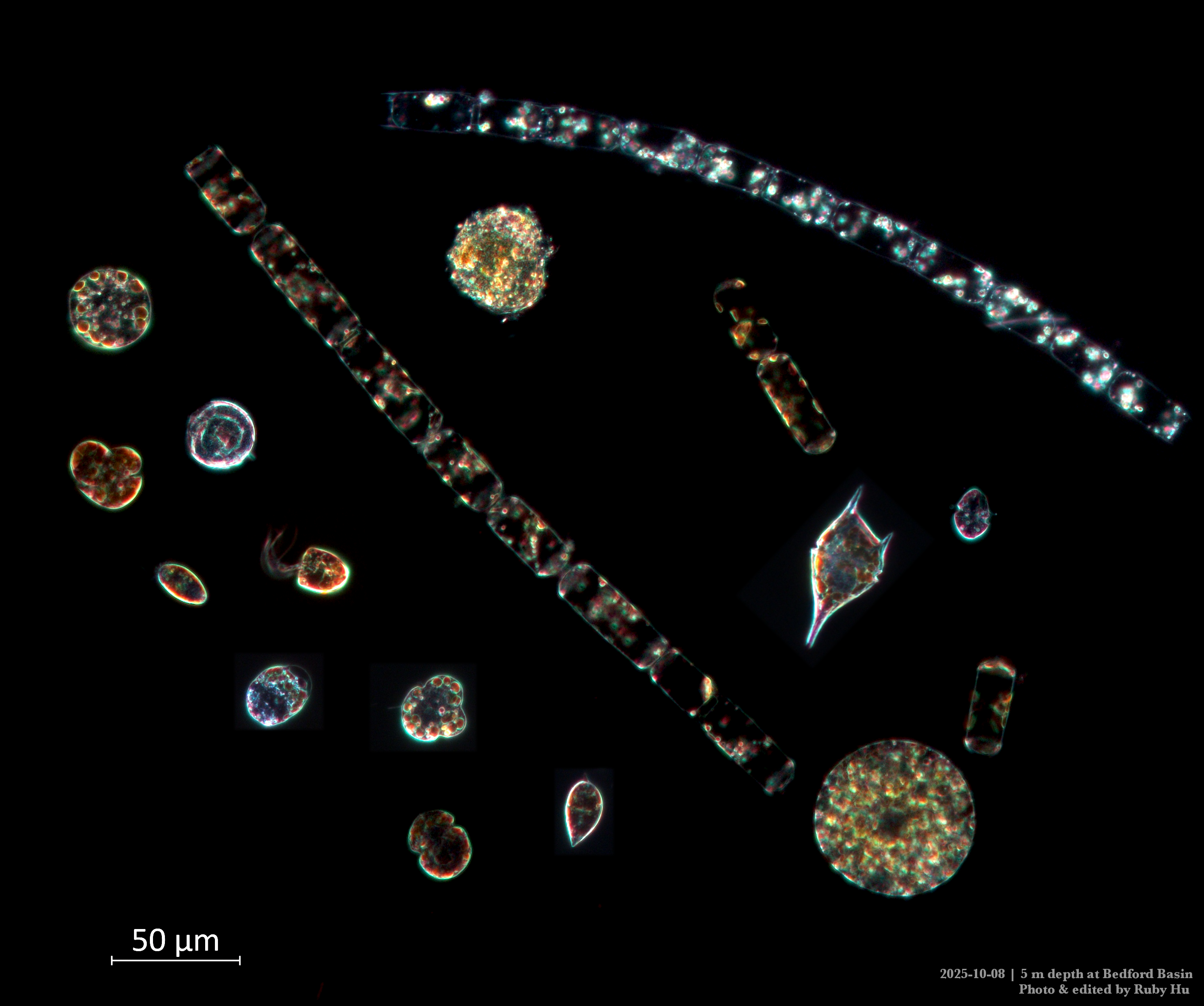 plankton image